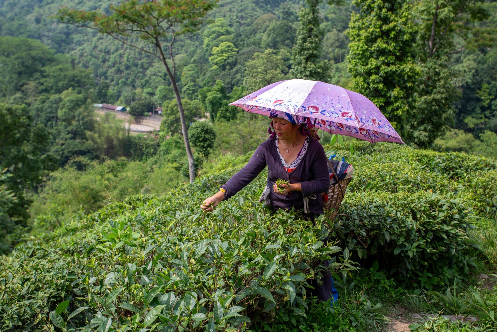 Tea garden landscape used for Tea Affair sourcing story
