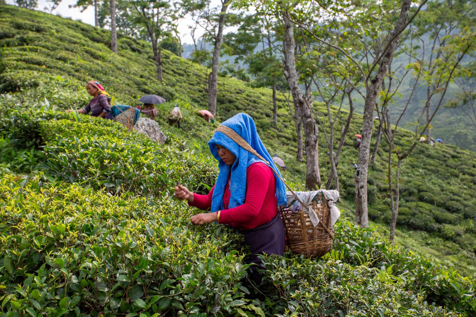 Tea garden image for private label tea sourcing